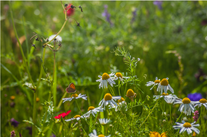 Le mur végétal attire-t-il des insectes ?