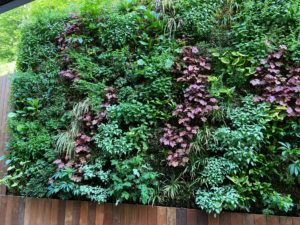 mur végétal extérieur