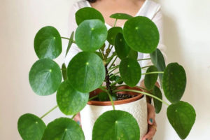 Pilea