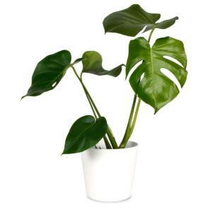 Monstera