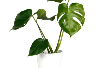 Monstera