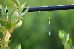 Arrosage automatique, système de goutte à goutte